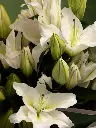 Bliss-1658.webp