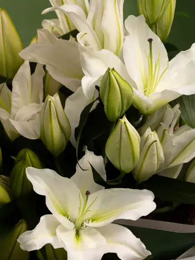 Bliss-1658.webp