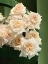 Bliss-2852.webp