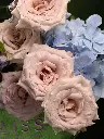 Bliss-1880.webp