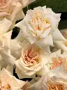 Bliss-2854.webp