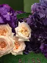 Bliss-2571.webp