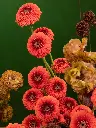 CRIMSON RASPBERRY TART (2).webp