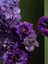 Bliss-2574.webp