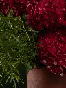Bliss-1284.webp