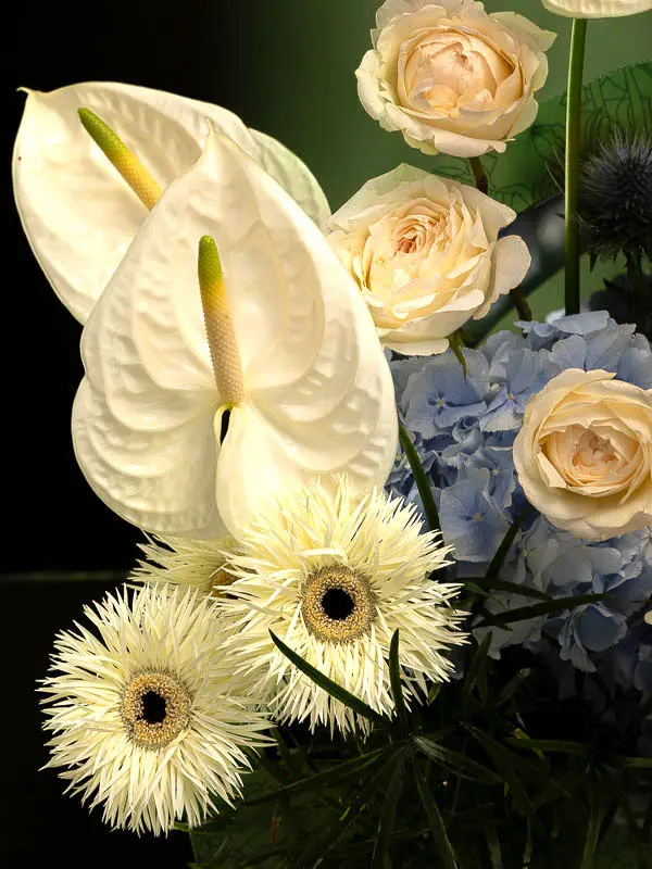 Bliss-2426.webp
