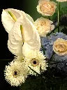 Bliss-2426.webp