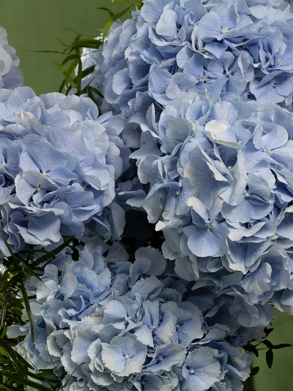 Bliss-1224.webp