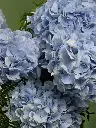 Bliss-1224.webp