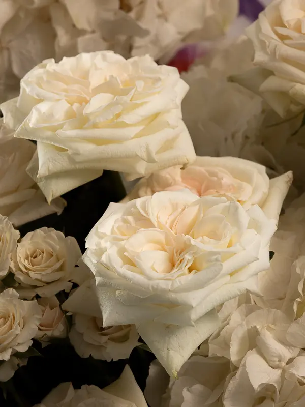 Bliss-1110.webp