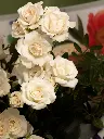 Bliss-1111-Edit.webp