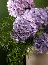 Bliss-1296.webp