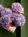 Bliss-920.webp