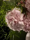 Bliss-1181-Edit.webp